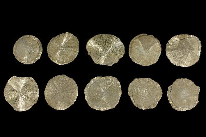 Lot: Pyrite Suns From Illinois - Pieces #92538